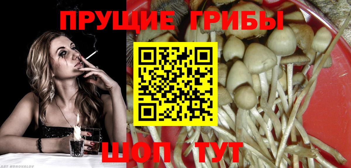 Галлюциногенные грибы Cubensis  Вход с VPN  Лесной  Галлюциногенные грибы Psilocybe 